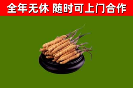 玉林回收散虫草