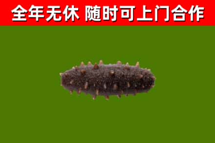 玉林回收海参干